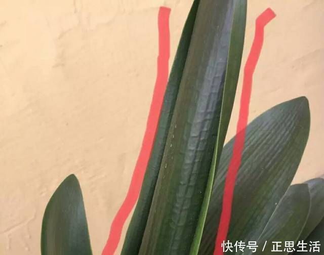 新叶|君子兰长出抽屉叶怎么办直接用刀割成开裆裤恢复吧