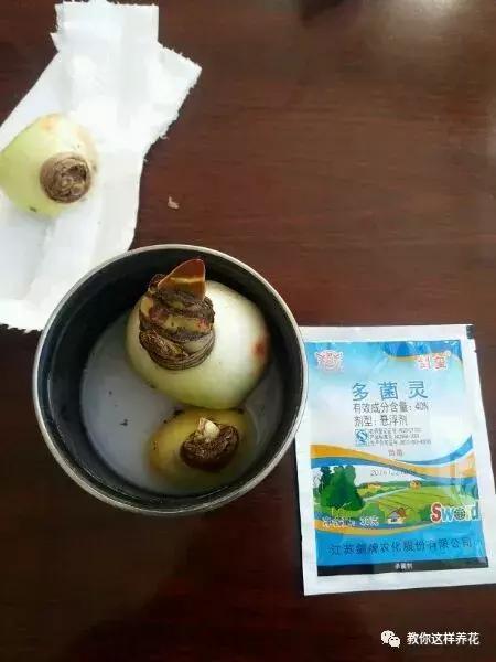 朱顶红|种了1个洋葱头,没想到花开巴掌大!越看越美!