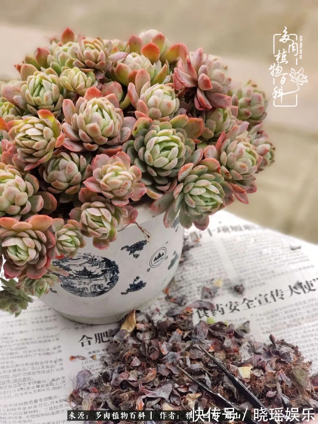 万圣节|养多肉六年,从痴迷到佛系,世事漫随流水,唯有喜爱永恒!