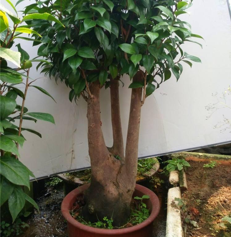 10大吉祥花,客厅有空地一定要养一盆,高档又好养,旺财又旺家