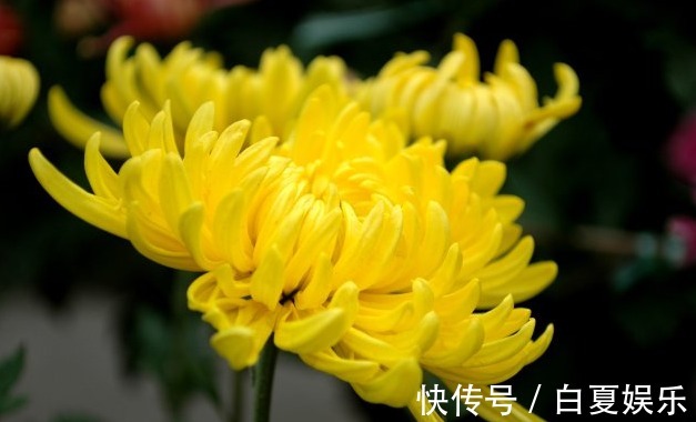 养花就养能看还能吃的,养起来心情还很好,美容养颜作用少不了