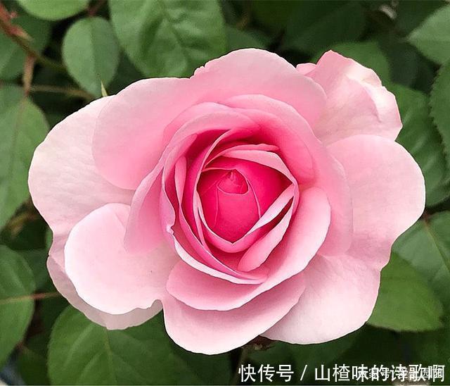 奥斯汀月季中的精品之作,好看、浓香,还不爱生病