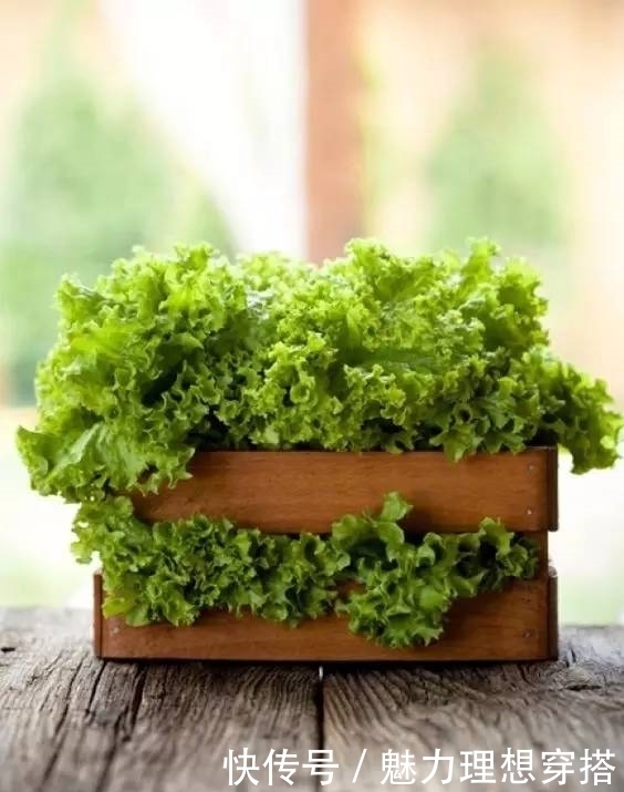 菜园|在家打造小菜园,妈妈们不用买菜啦