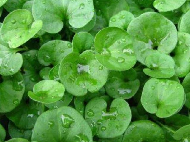 尿酸|尿酸的“冤家”找到了,常用4物泡水喝,平衡尿酸,痛风或不来扰