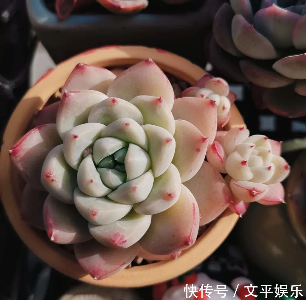 一组逆袭成功的多肉给它时间，它就会给你好看！