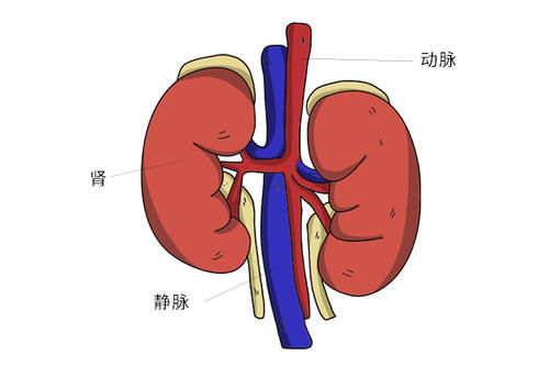  肝脏|男人吃六味地黄丸，会有3大好处，但不注意两点，身体反而会受伤