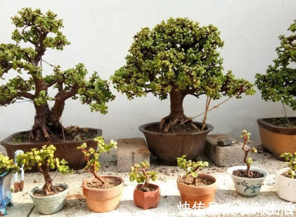 树形|金枝玉叶,养成造型优美的盆景,需要做好几个关键事项