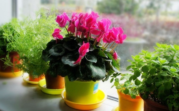 仙客来|室内养花就选“仙客来”,花繁叶茂,香味浓郁,花期长适合盆栽养