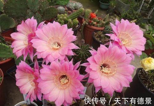 花卉|5种“漂亮花”，平时少浇水，旱不死，开花更准时