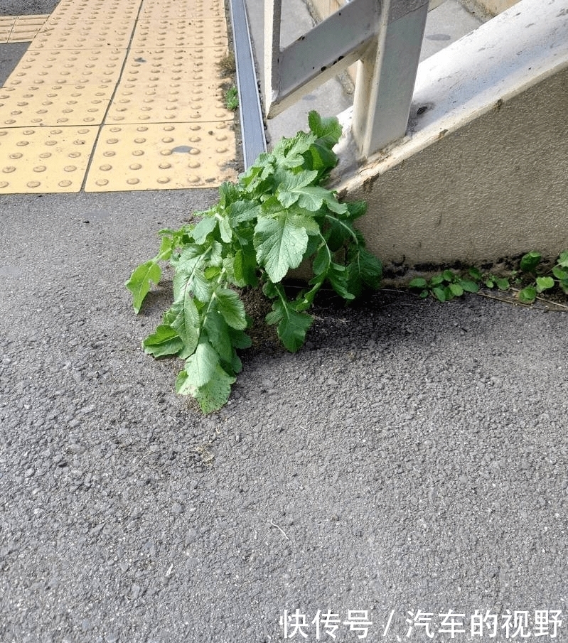 火车站|日本火车站水泥里长出“最顽强萝卜”，无数人专门坐火车去拍照