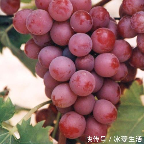 儿菜|想长寿全靠吃，以下食物离不开，补充营养，清理肠道垃圾，气色好