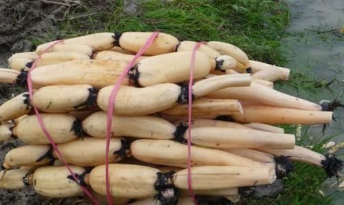 七孔莲|吃了20年的莲藕才知道,原来7孔和9孔的区别,以后别再买错了