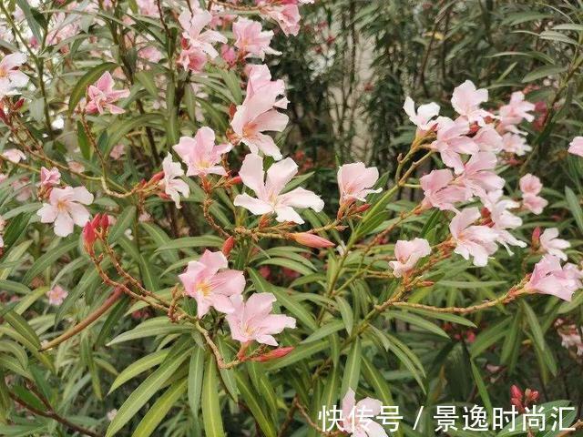 乌头|门口的果子像“龙葵”,赶紧要拔掉、千万别吃,会中毒