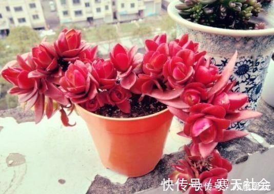 多肉植物|五种多肉冬天养最好，好养易爆盆，适当冻一冻，养出美状态！