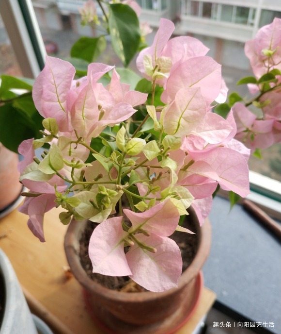 三角梅正育芽,赶紧追加“有机肥”,做好“2步”,强势爆开花