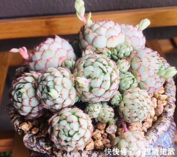 家庭|家庭养多肉，掌握这7点，就没有养不好的多肉植物！