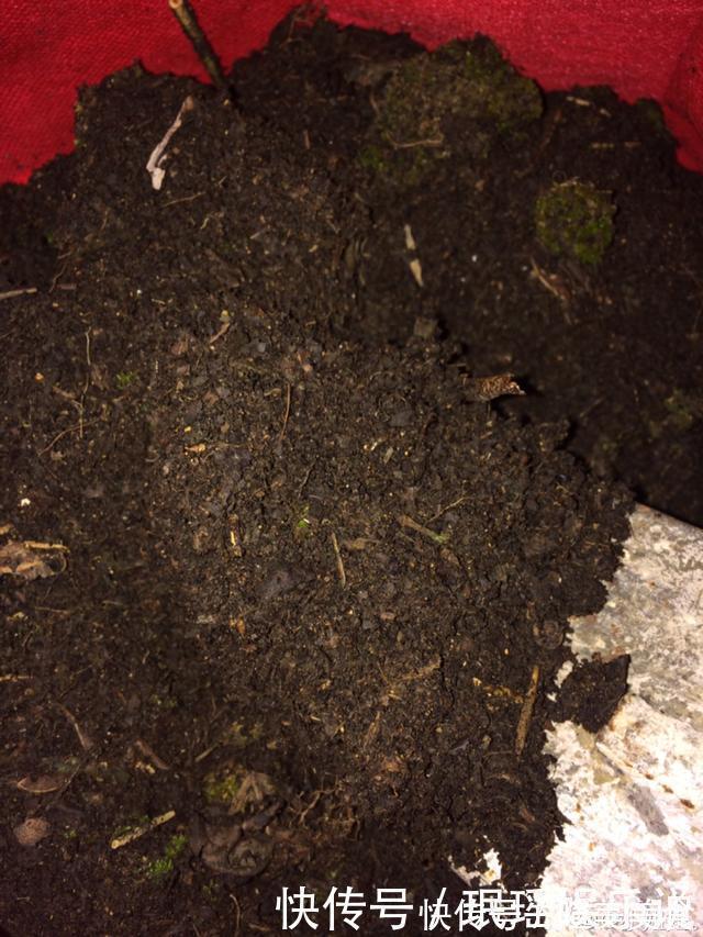 浇花|花盆里冒一层白霜，原来有大危害，抓紧清理