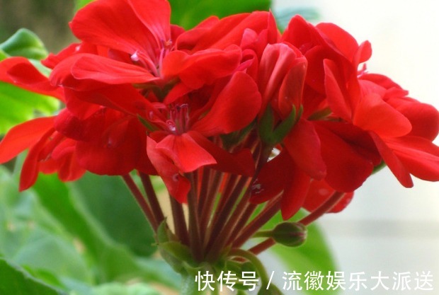 除虫菊除虫菊|夏季养花试试这几朵,天然的驱蚊盆栽,好看好养活