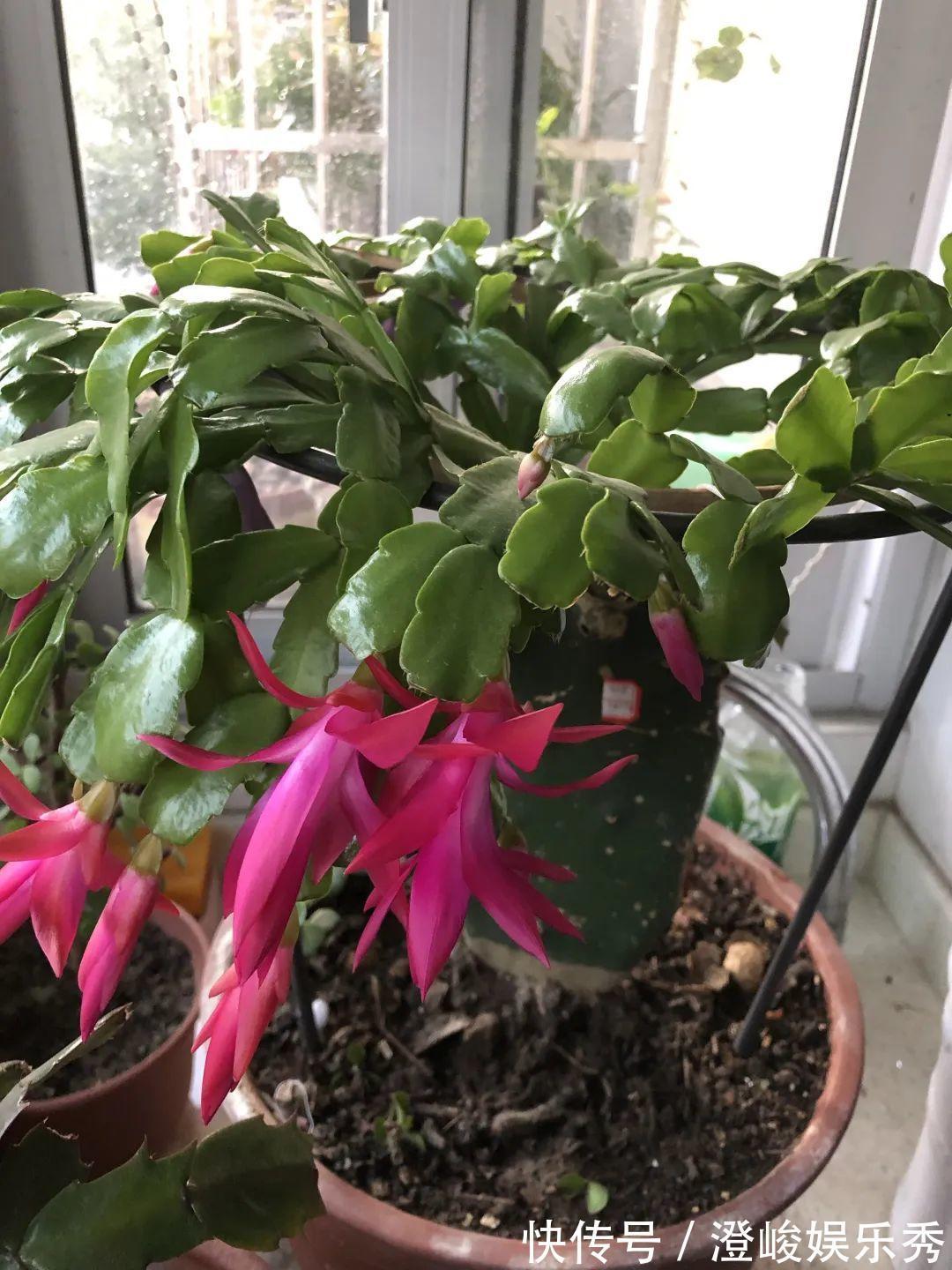 荷花|1种花不是真昙花,1次能开上百朵,比蟹爪兰美,怪不得都去抢假货