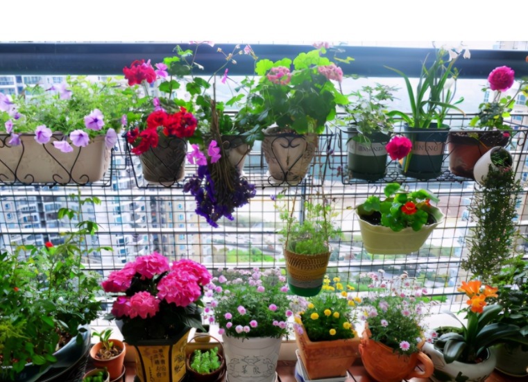 茶叶不能拿来养花,全扔了,真傻!一加工制肥,啥植物都能用