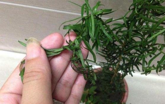 养花烦恼浇对水太难牢记5个重点,盆栽不烂根、少走弯路