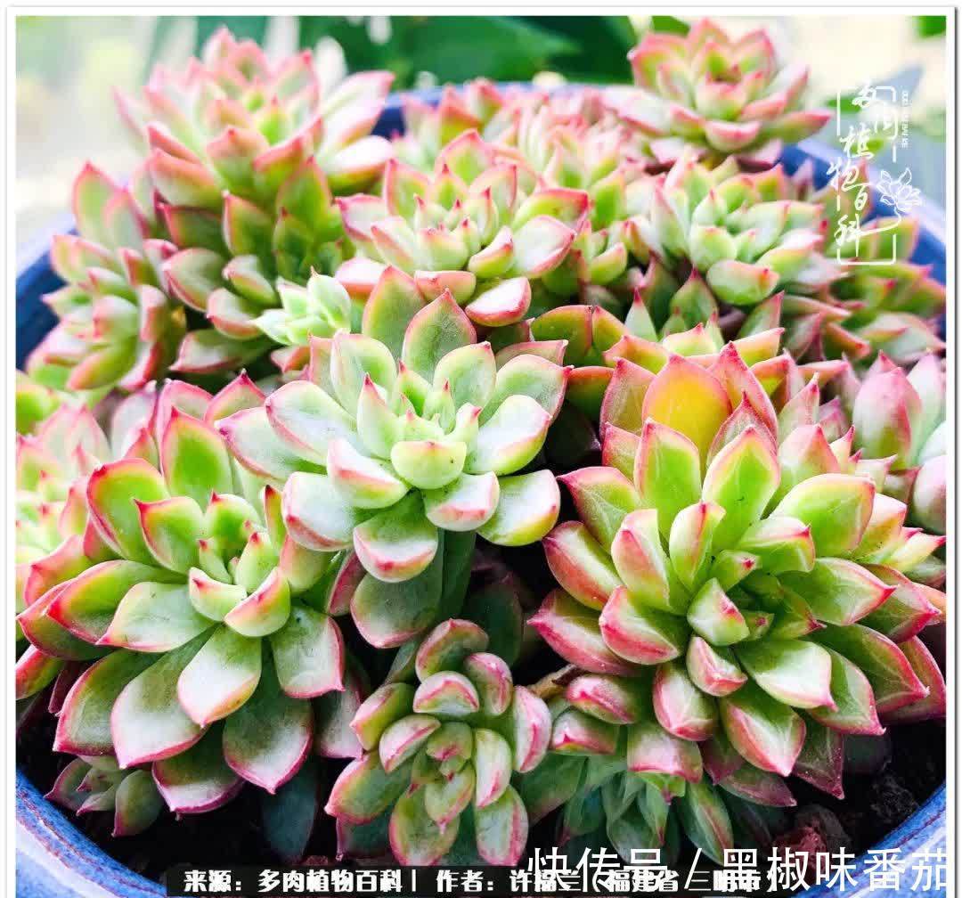 尖尖|养多肉两年，美丽与赏心悦目并存！