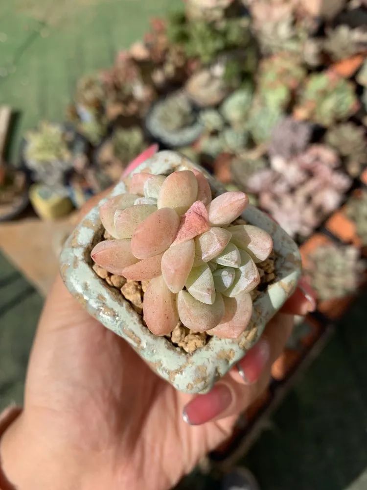 半年时间，多肉从3盆发展到600盆，入坑切莫太心急！