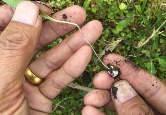 平贝母|见到这野生植物，一株都要珍惜，目前千元一斤，珍贵难得