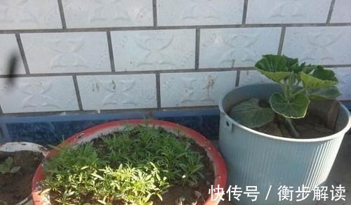 除了花盆之外,这些东西也是绝佳的养花神器,你用过吗?