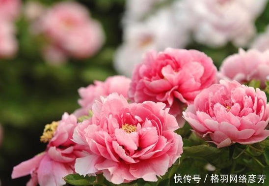  名字叫做|这种花按照花瓣分，有这几种类型