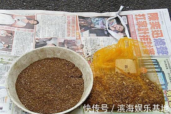 养花|7种“垃圾”不是废物,泡一下水,肥的流油,养花一级棒
