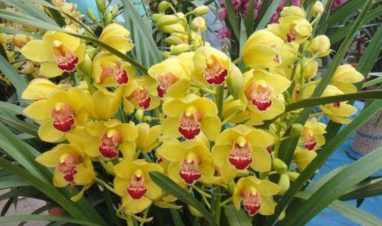 这几款植物养在家里,花期长花量大,一盆千百朵,枝头花苞满