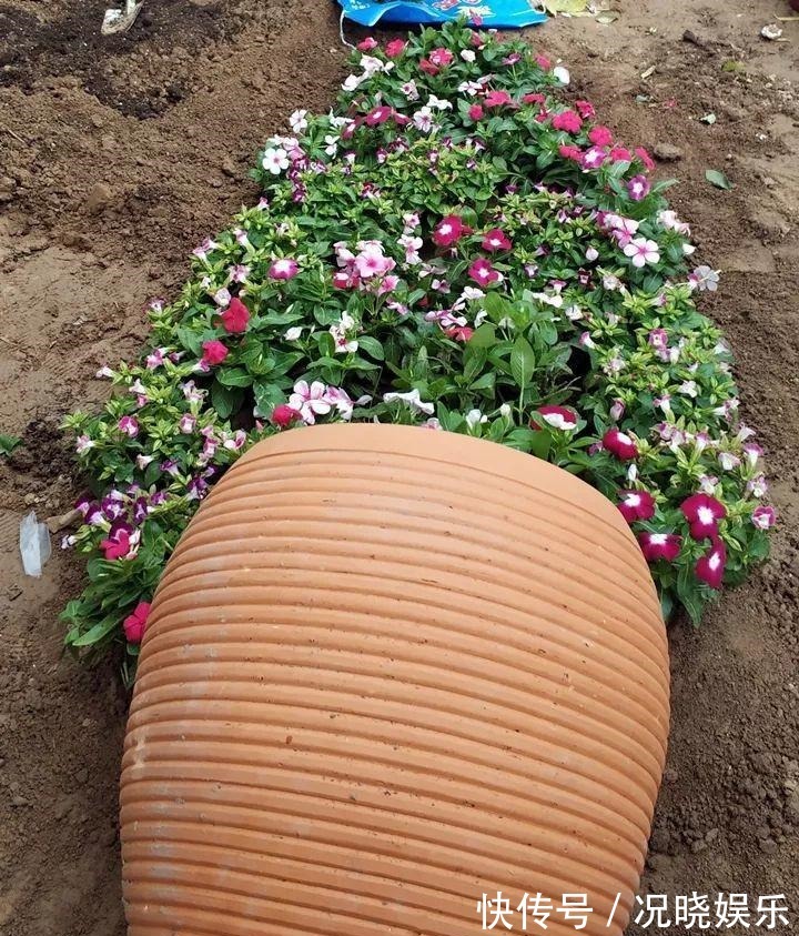 种花|30斤的大水缸,拿来养花成宝贝,怪不得都抢着要