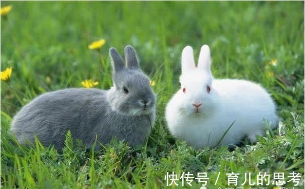 生肖兔|2021年生肖兔要好好珍惜3类人，未来能不能发大财，就看他们了！