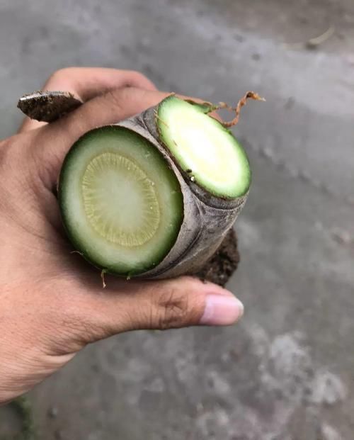 养了20年的玉树,杆子比大腿还粗,满树白花跟下雪了一样