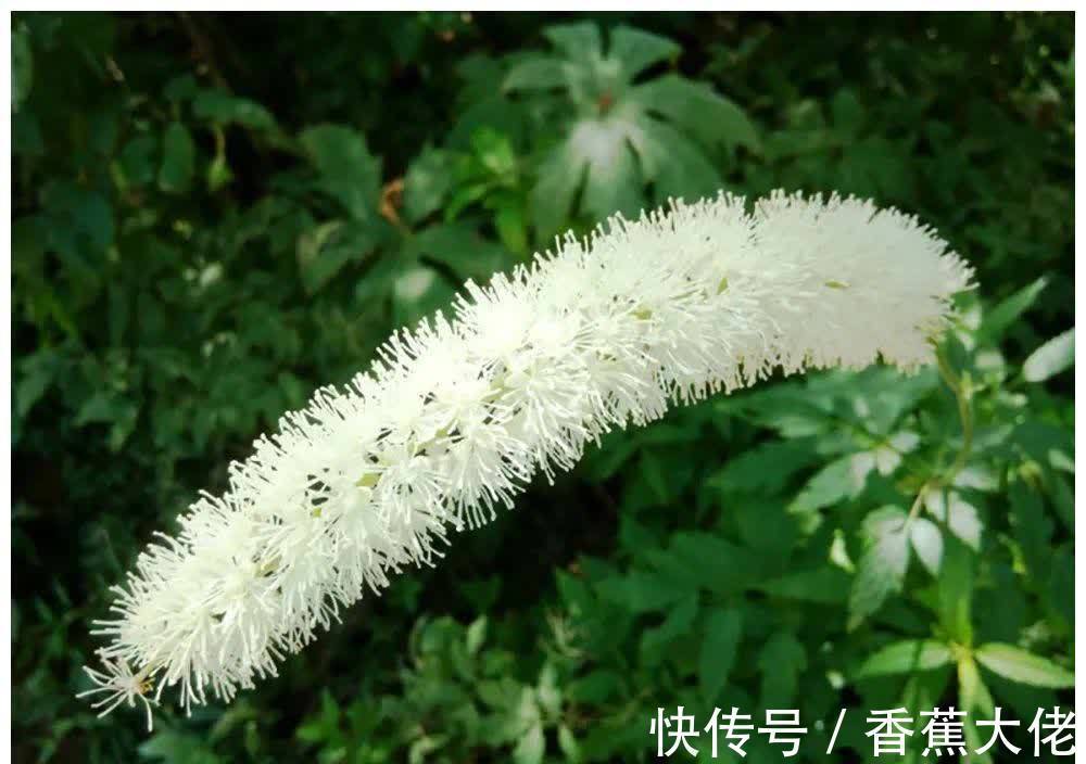 野草|农村山里一种野草,长得像艾草,根的药用价值很高,见到请珍惜