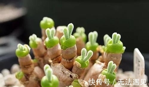 4种多肉植物,再喜欢也别养,号称“徒神”,养起来心累!