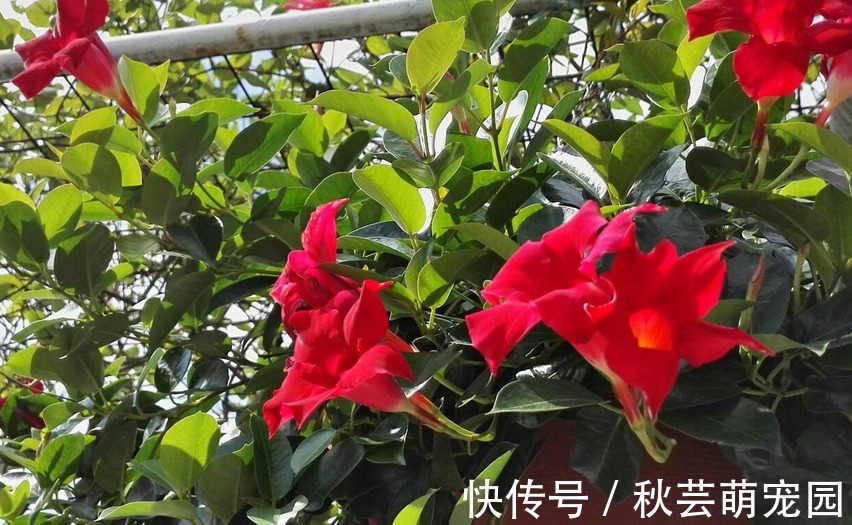 飘香藤爱爬墙、爱开花,家庭盆栽好养漂亮、花期长,人人爱