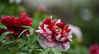 泽泻|晚清名医一个神奇的配方,仅8味药,耳聋、耳鸣一扫光!