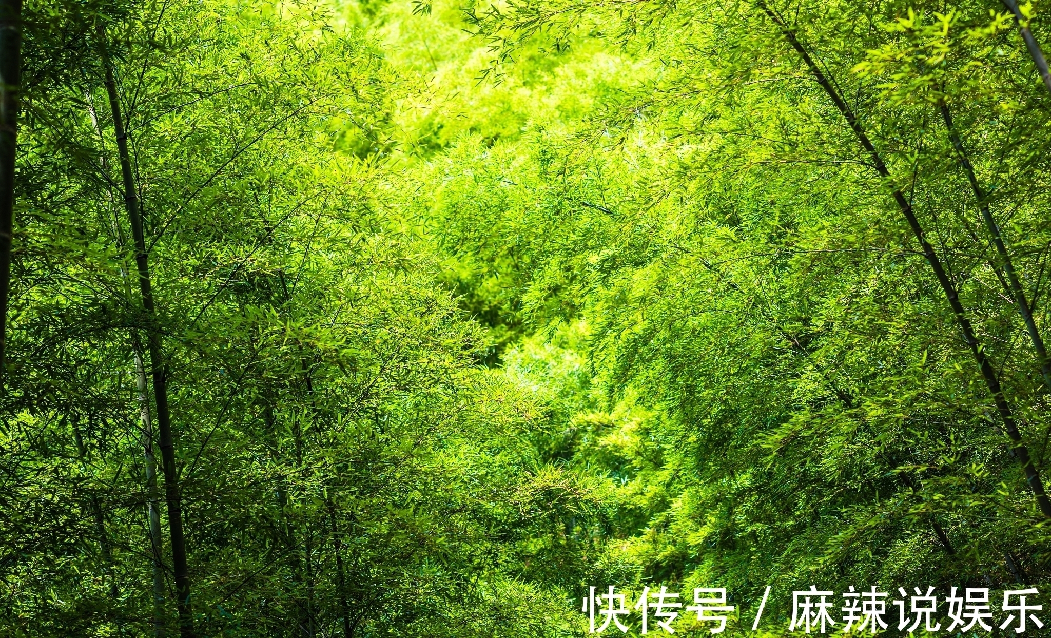 竹子@秋竹美诗七首:直节亭亭易见心,舞闲阶碎影筛金