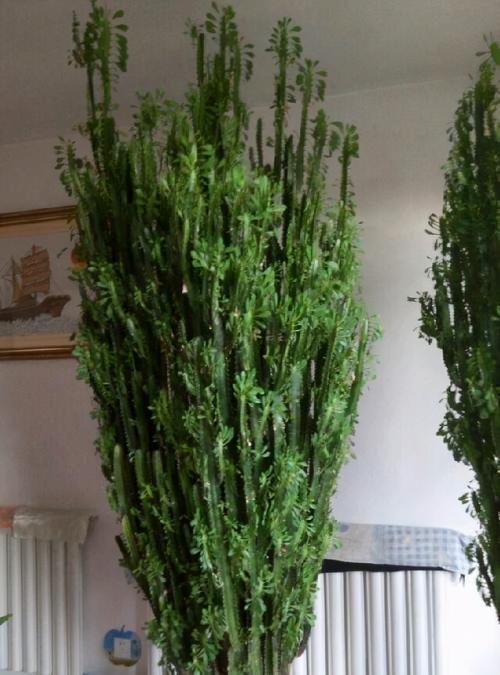 能长到2米的一种花，养在家里寓意好，你认识吗