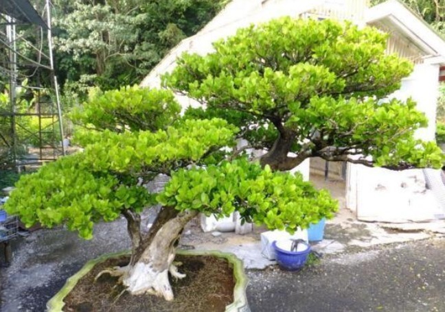 3种花,越养越值钱,还镇宅旺财运,寓意不比富贵竹发财树差!