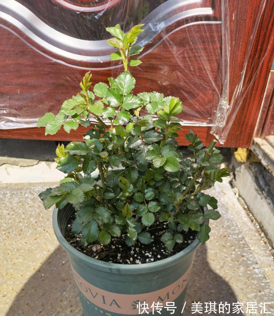 肥料|秋天，家里这4种花要施肥了，盆土更肥沃，枝叶多花更多