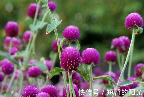 光照|花开花谢是常理?这种花朵干枯不凋谢,花色鲜艳有光泽,更长久