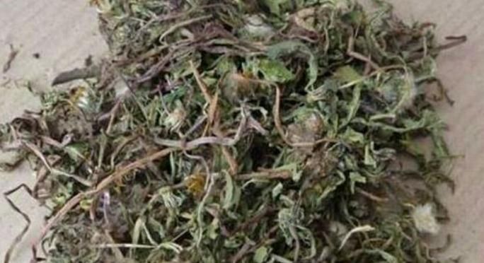 蒲公英怎么制成茶，蒲公英泡茶喝有哪些功效与禁忌，了解一下