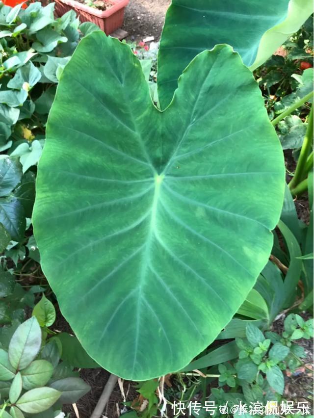 2个月没在家，厨房的菜变成小森林，再也不用买花了！水培蔬菜盆