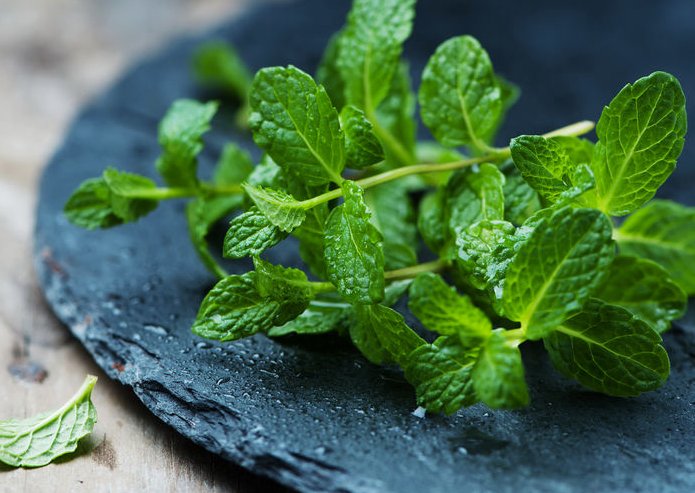 食疗|这种草药不仅气味清新更是夏日食疗佳品！