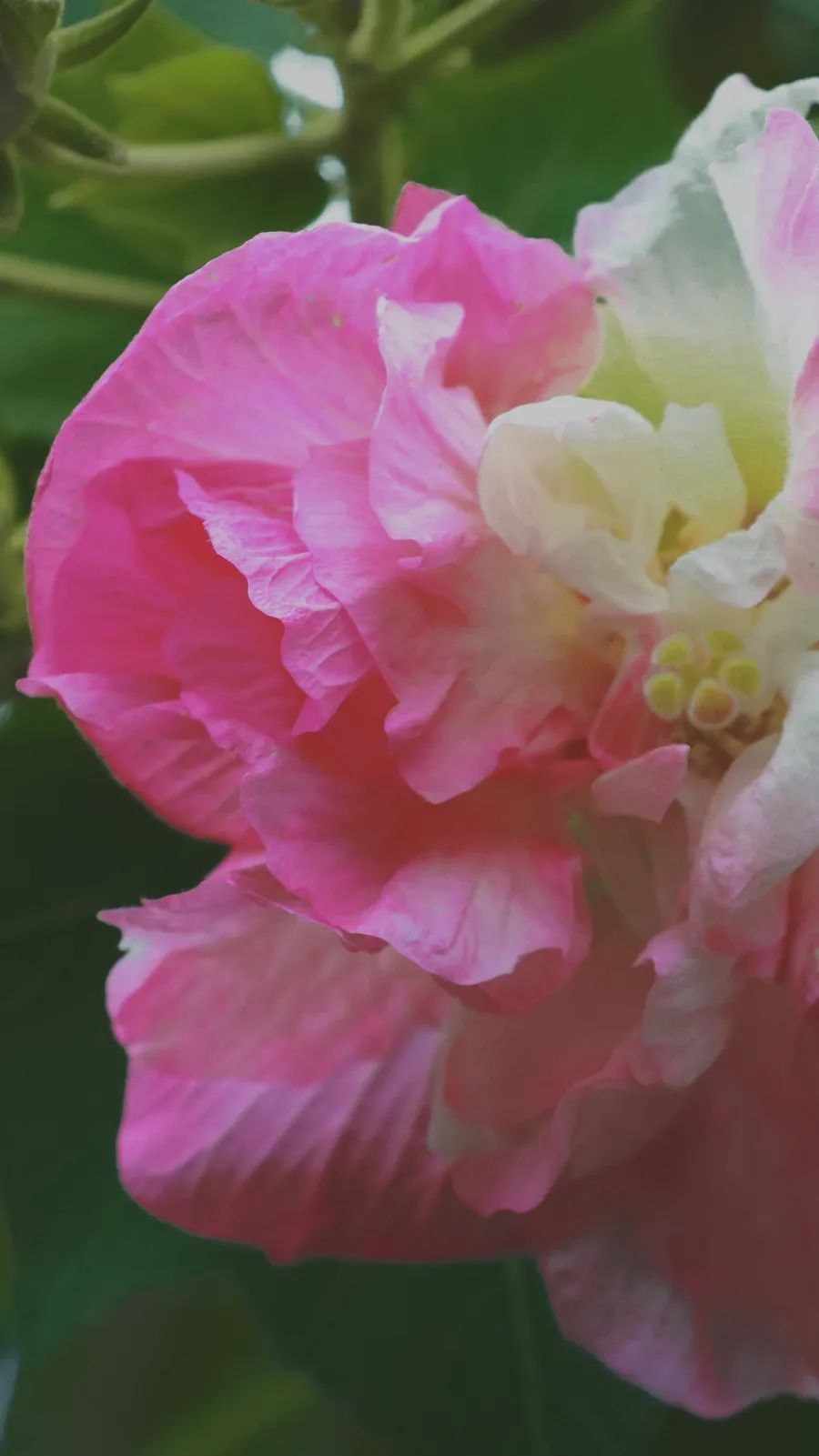 天府芙蓉园|C位出道！成都50000株芙蓉花开了