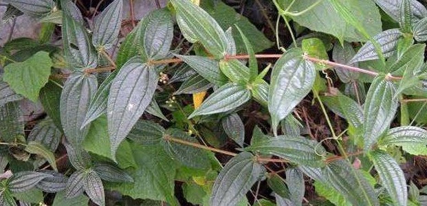 野草|农村一野草,过去拿来喂猪,根部奇特酷似人参,炖肉是一绝