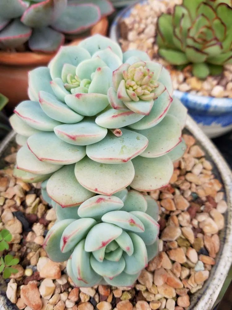 养肉三年,分享养肉经验,谈谈适合逆开挂区的多肉!